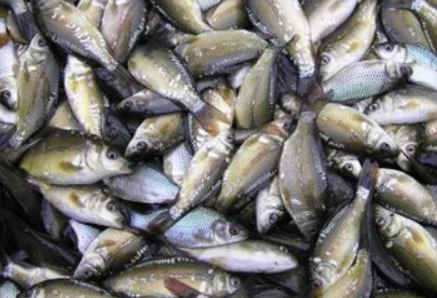 Короп с/м, мальок 20-30г, ДСТУ 4868, 1 кг